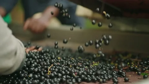 Red wine grapes falling slow motion on sorting machine closeup 3 Stock Footage 169569546