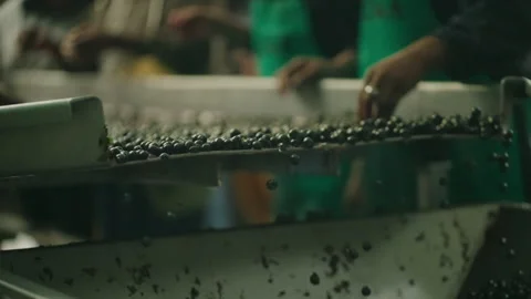 Red wine grapes falling slow motion on sorting machine closeup 5 Stock Footage 169569694