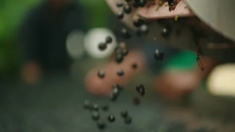 Red wine grapes falling slow motion on sorting machine closeup 4 Stock Footage 169569821