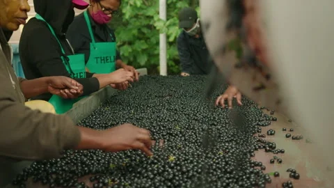 Red wine grapes hand sorted machine slow motion 2 Stock Footage 169569924