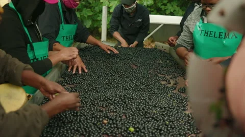 Red wine grapes hand sorted machine slow motion 3 Stock Footage 169570021
