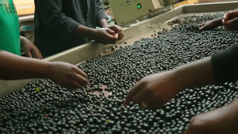 Red wine grapes hand sorted machine slow motion Stock Footage 169570081
