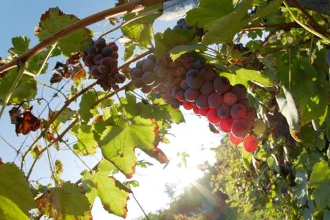 Red wine grapes Stock Photos