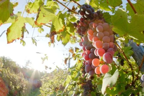 Red wine grapes Stock Photos