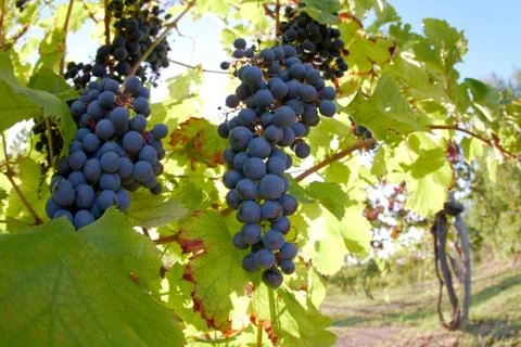 Red wine grapes Foto stock