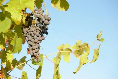 Red wine grapes Stock Photos