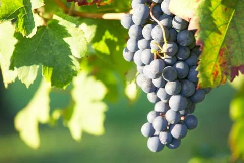 Red wine grapes Stock Photos