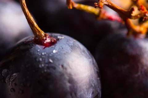 Red wine grapes Stock Photos