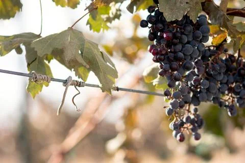 Red Wine Grapes Stock Photos