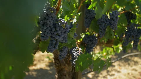 RED WINE GRAPES ON VINE Video stock 172417959