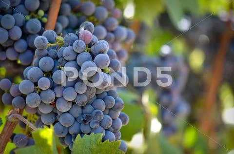Red wine grapes on the vine Stock Photos