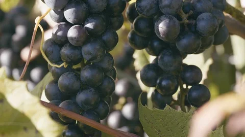 Red wine grapes at the vineyard in UHD Видео 105437994