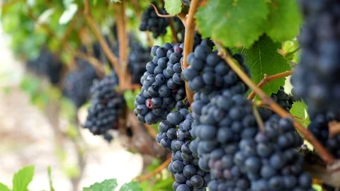 Red wine grapes at vineyard on the vine. Видео 80286696
