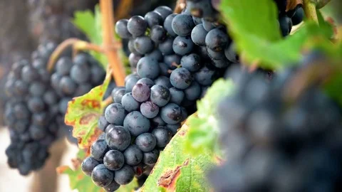 Red wine grapes at vineyard on the vine. Vídeos de archivo 80294538