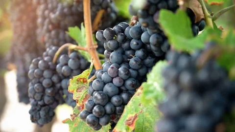 Red wine grapes at vineyard on the vine. Stock Footage 80295494