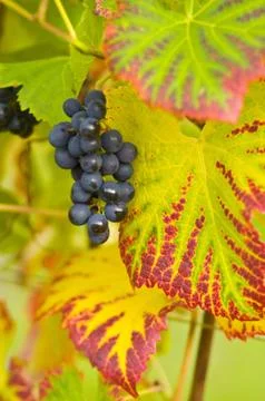 Red wine Stock Photos