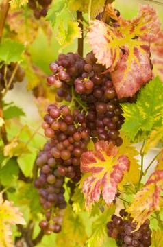 Red wine Stock Photos