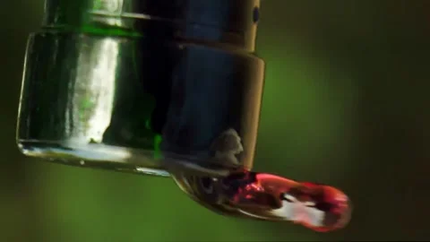 Red wine pours from the neck of a bottle against the  of nature.vertical screen. Stock Footage 259440060