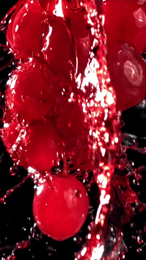 Red wine runs down a branch of a grape. Filmed on a high-speed camera at 1000 Stock Footage 335313282