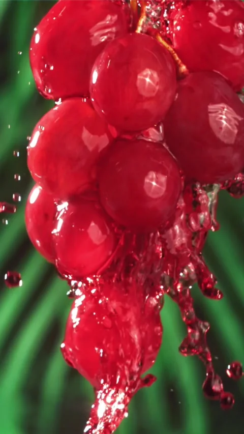 Red wine runs down a branch of a grape. Filmed on a high-speed camera at 1000 Stock Footage 335316302