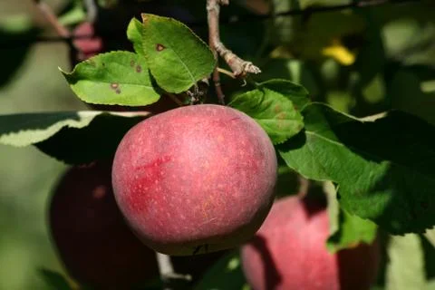 Red winesap apple Stock Photos