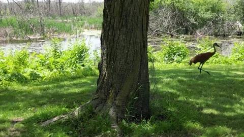 Red Wing Black Bird Attacks Sandhill Crane 库存影片 197477366