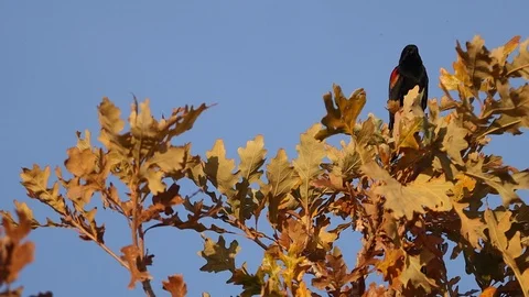 Red Wing Black Bird Calling from Top of Fall Tree in Slow Motion Stock Footage