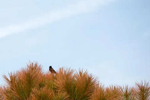 Red wing black bird on pine tree branch Stock Photos