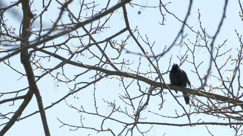 Red Wing Blackbird Calls Through Branches 1080P 23.98 W AUDIO Stock Footage 133450394