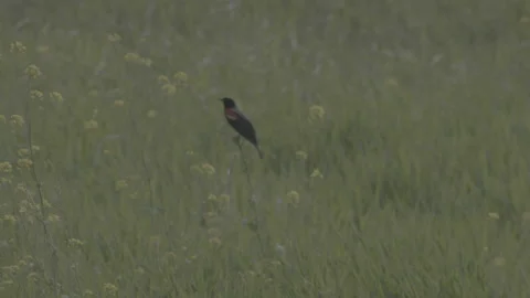 Red wing blackbird in field 库存影片 165898654