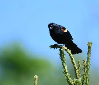 Red wing blackbird on the pine tree branch Stock Photos