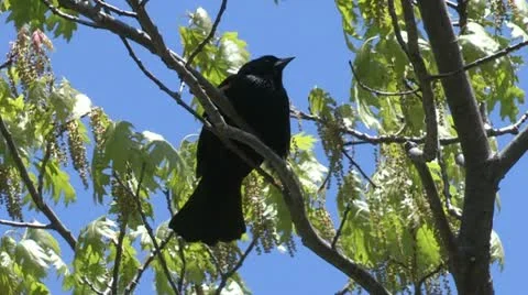 Red wing blackbird in spring tree Stock Footage 18011343