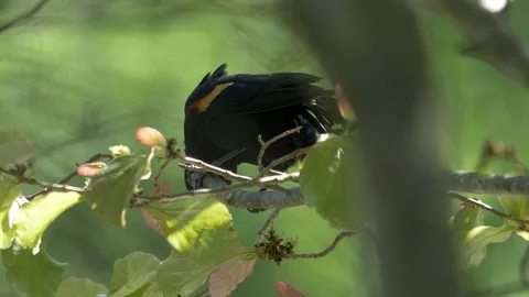 Red-wing blackbird in a tree 4K Stock Footage 107074027