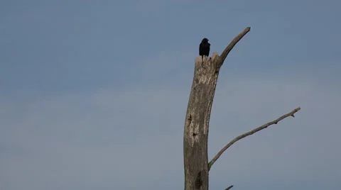 Red-wing blackbird on a tree Stock Footage 51687026