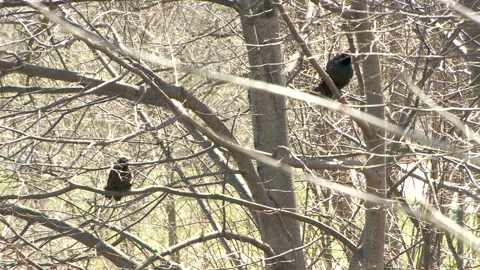 Red Wing Blackbirds Through Branches Call 1080P 23.98 W AUDIO Video stock 133450460