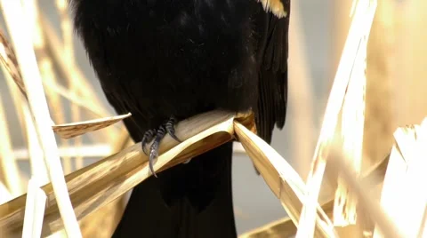 Red-Winged Black Bird 1 - Extreme Close Up Stock Footage 4857980