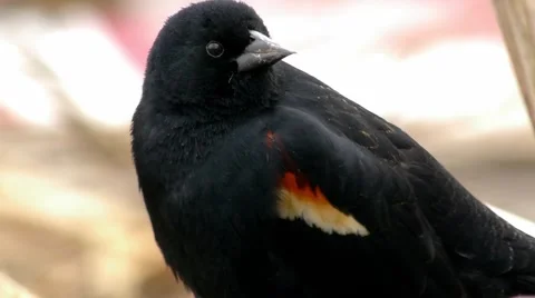 Red-Winged Black Bird 2 - extreme close up Stock Footage 4855553