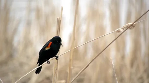 Red-Winged Black Bird 3 Video stock 4855588