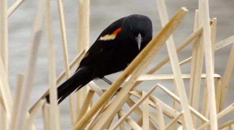 Red-Winged Black Bird 4 Video stock 4855608