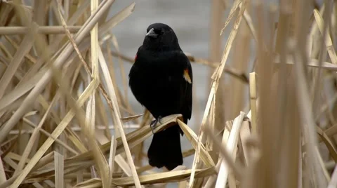 Red-Winged Black Bird 5 Video stock 4855681