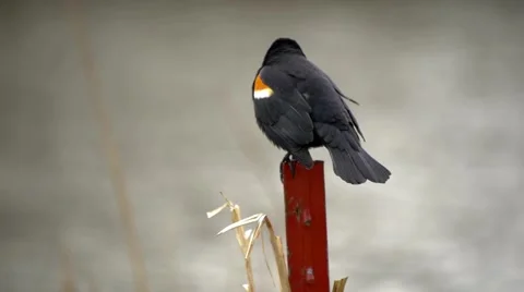 Red-Winged Black Bird 6 - takes flight Video stock 4855687