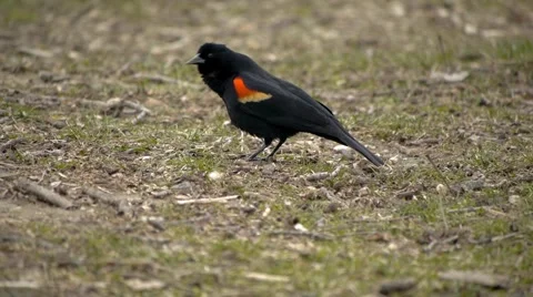 Red-Winged Black Bird 7 Stock Footage 4855707