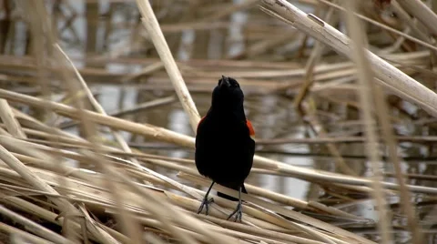 Red-Winged Black Bird 8 Video stock 4855726