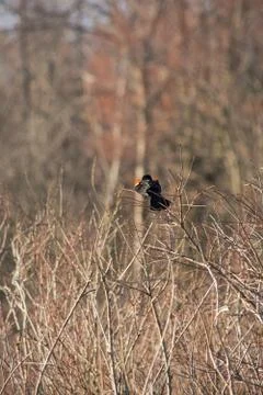 Red winged black bird in bushes Stock Photos