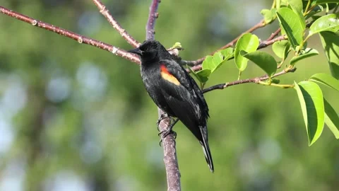 Red Winged Black Bird Calling Out 스톡 동영상 303457944