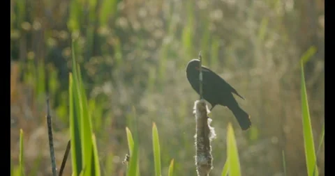 Red-winged black bird on cattail marsh in evening light, slomo, 4k Video stock 242367257
