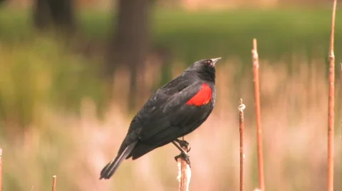 Red Winged Black Bird Stock Footage