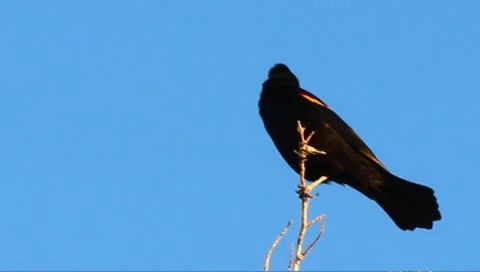Red-winged black bird Stock Footage 8914047