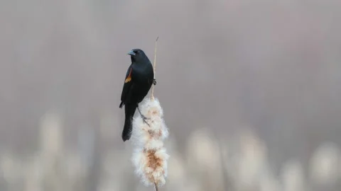 Red-winged Black Bird Stock Footage