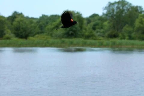 Red-winged black bird Stock Photos